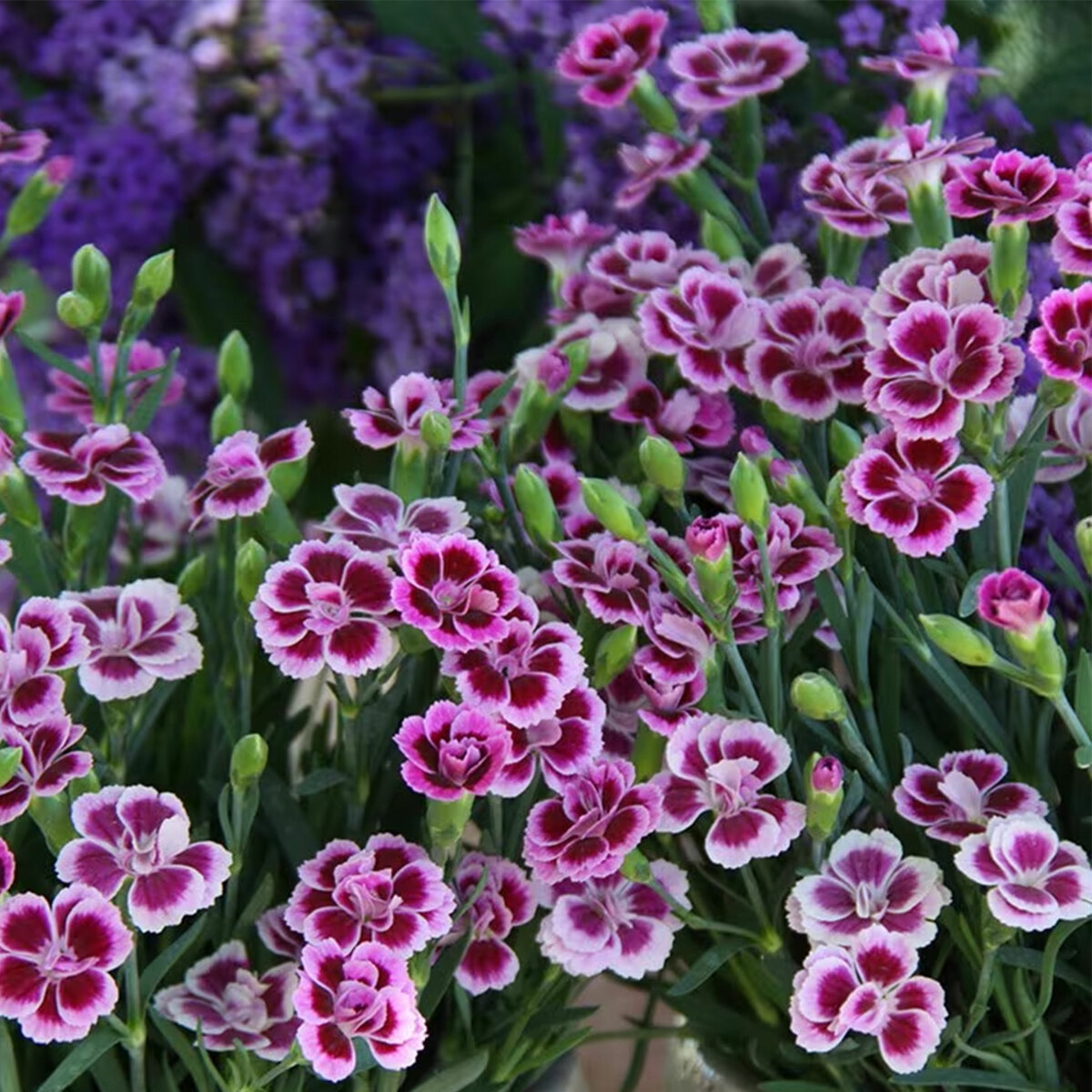 Dianthus Pink Kisses