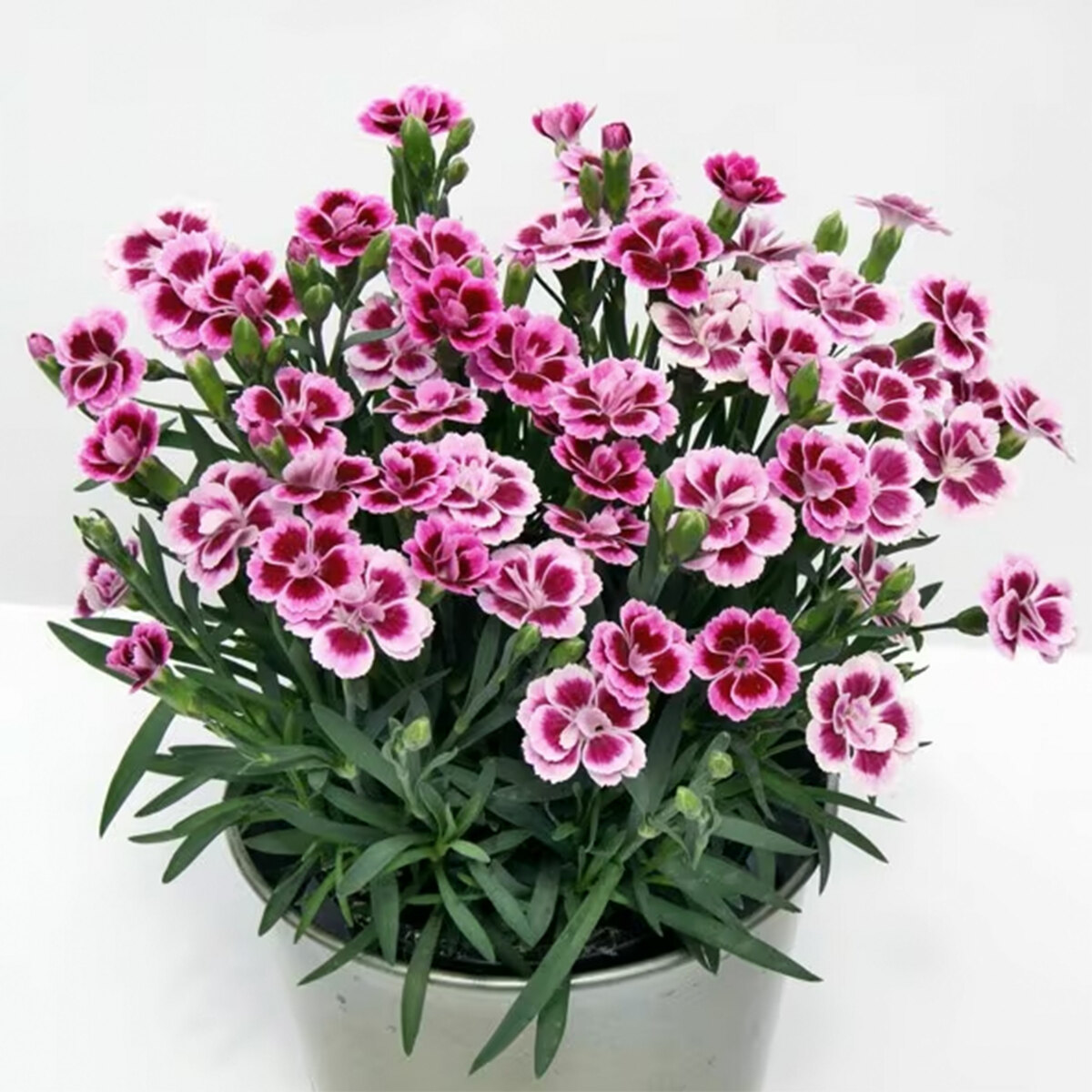 Dianthus Pink Kisses