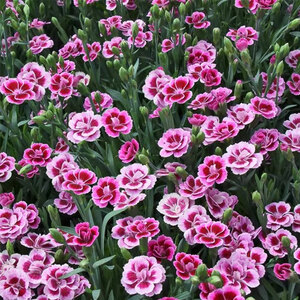 Dianthus Pink Kisses