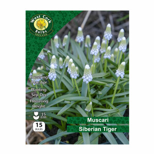 Muscari Arm Siberian Tiger 15 Bulbs