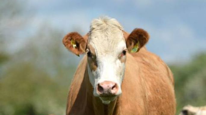 Closing Date for Beef Welfare Scheme 2024