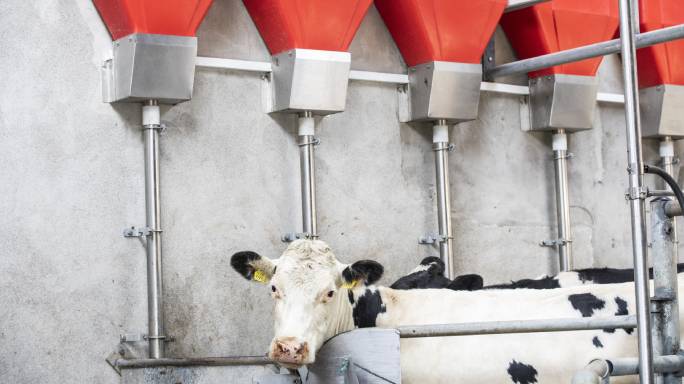 684-x-384-cow-in-parlour.jpeg