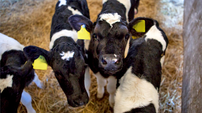 Calf Health | Tirlán FarmLife