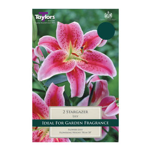 Lily Stargazer