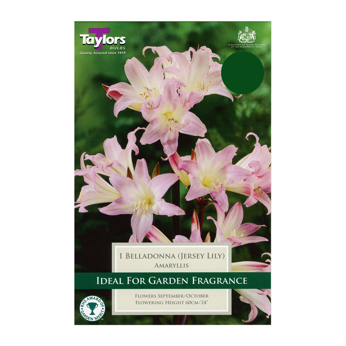 Amaryllis Belladonna (Jersey Lily)