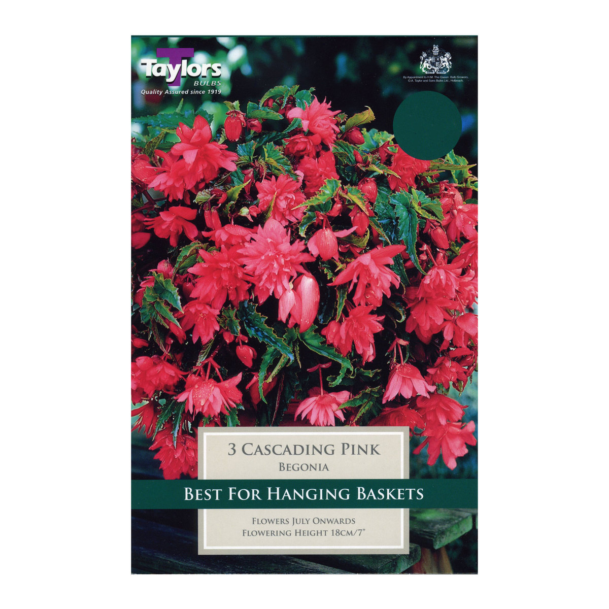 Begonia Giant Cascading Pink Bulbs