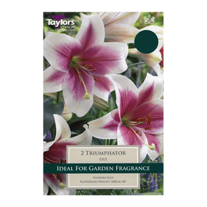 Lily Triumphator Bulbs