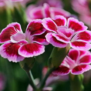 Dianthus 'Pink Kisses'