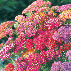 Suttons Seeds Achillea - Summer Berries