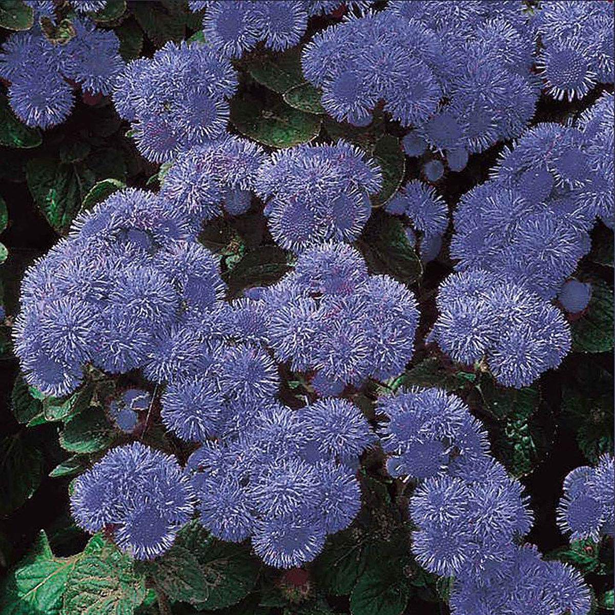 Suttons Seed Ageratum Blue Mink