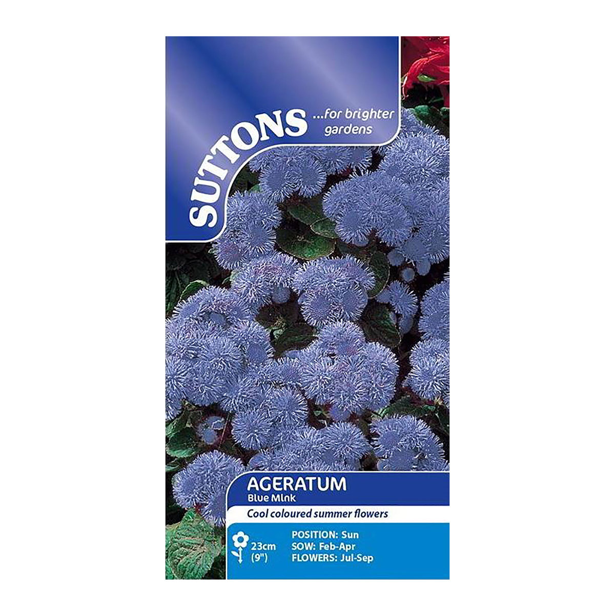 Suttons Seed Ageratum Blue Mink