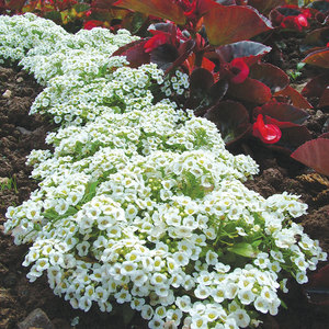Suttons Seeds Alyssum - Snow Carpet