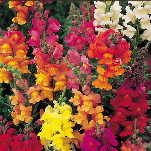 Suttons Seed  Antirrhinum Illumination Mix