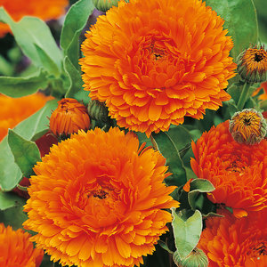 Suttons Seed Calendula Orange King