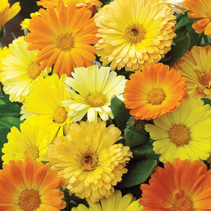 Suttons Seed Calendula Daisy Mix