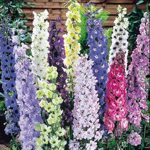 Suttons Seeds Delphinium - Delight Mix