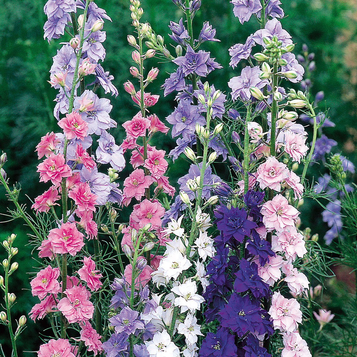 Suttons Seed Larkspur Little Rocket Mix