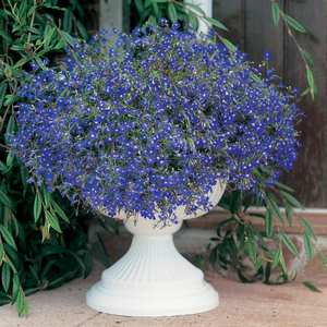 Suttons Seeds - Lobelia Sapphire