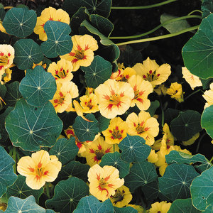 Suttons Seed Nasturtium Peach Melba