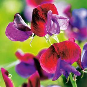 Suttons Seeds Sweet Pea - Cupani