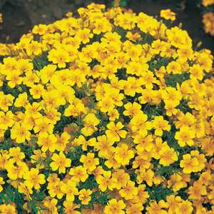 Suttons Seed Tagetes Golden Gem