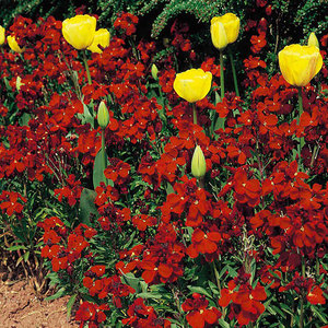 Suttons Seed Wallflower Fire King