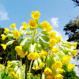 Suttons Seed Cowslip Wildflower