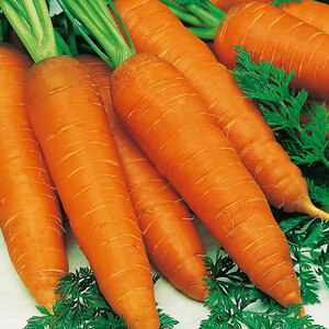 Sutton Seeds Carrot Autumn King 2