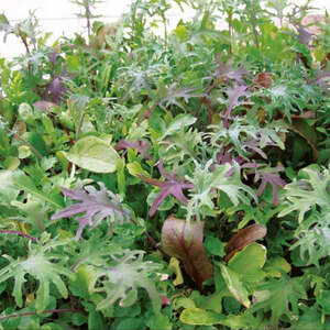 Suttons Seeds Leaf Salad Full On And Fiery