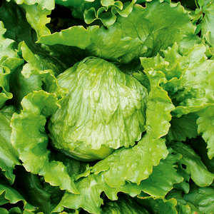 Suttons Seed Lettuce Iceberg Match