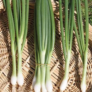 Suttons Seed Spring Onion White Lisbon