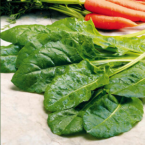 Suttons Seed Leaf Beet Plants - Perpetual Spinach