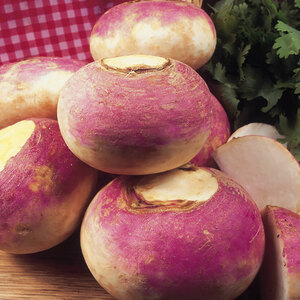 Suttons Turnip Seeds - Purple Top Milan