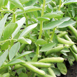 Suttons Seeds Broad Bean - De Monica