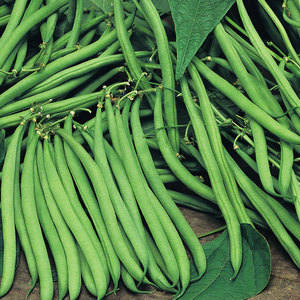 Suttons Seeds Dwarf French Bean Bean - Safari