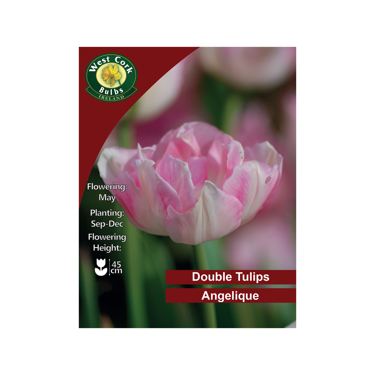 Mariette Lily flowered Tulip 35 Bulbs