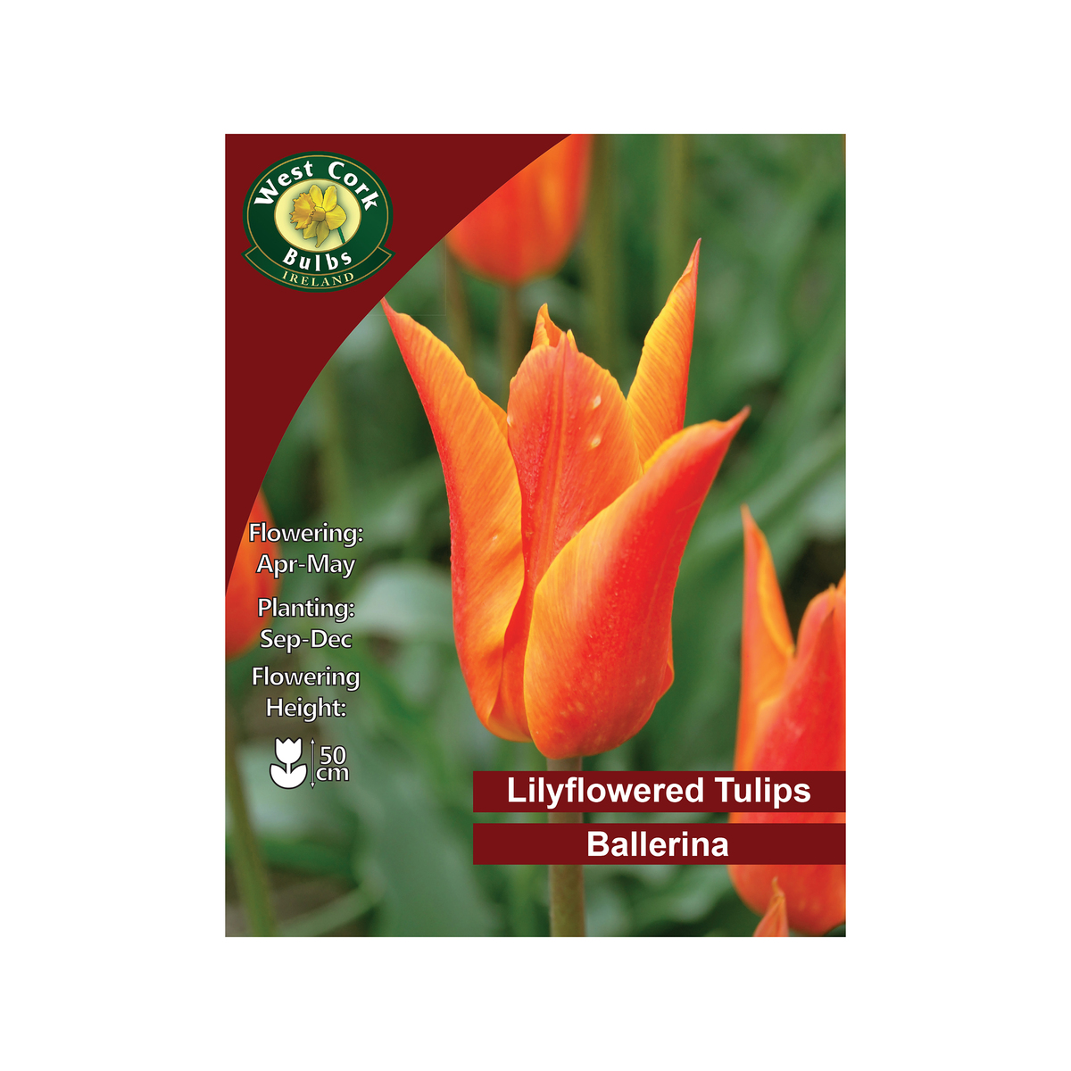 Ballerina Lily Flowered Tulip 35 Bulbs