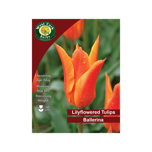 Ballerina Lily Flowered Tulip 35 Bulbs