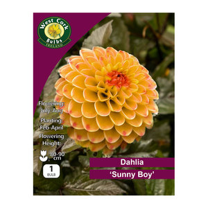 Dahlia Sunny Boy 1 Bulb