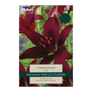 Lily Dark Secret Bulbs