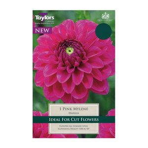 Dahlia Pink Mylene Bulb