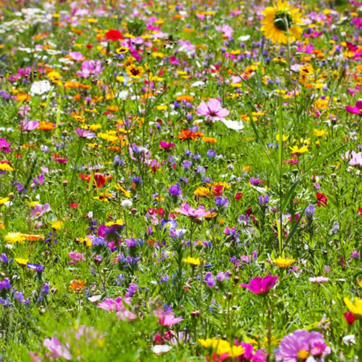 Natures Haven Easy Wildflower Mix 4kg