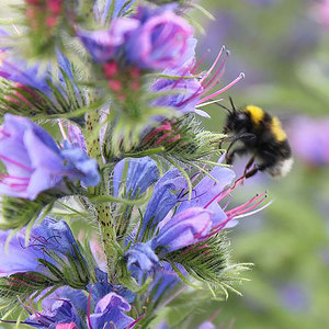 Suttons Seed Honey Bee Mix