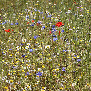 Suttons Seed Cornfield Annuals Mix