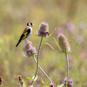 Suttons The Birds and Bees Mix Seeds