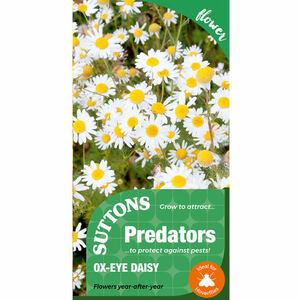 Suttons P & P Ox Eye Daisy