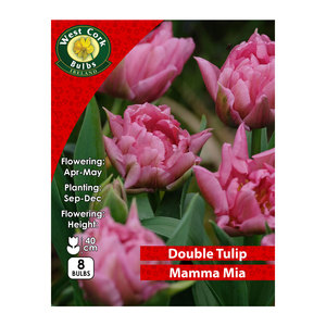 Tulip Double Mamma Mia 8 Bulbs Prepack