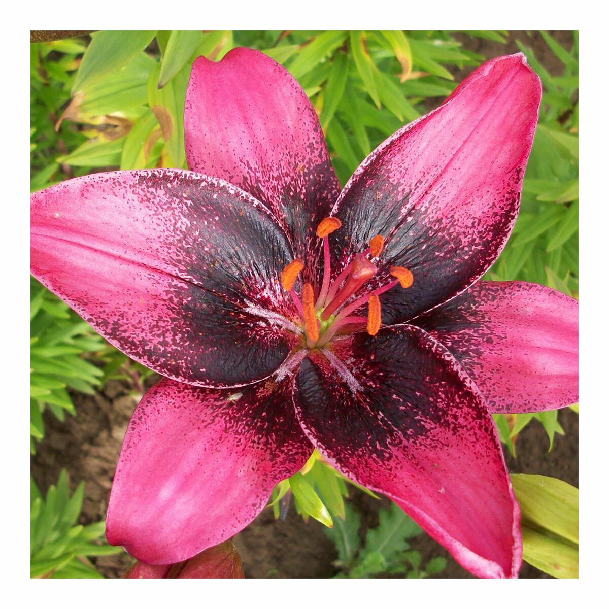 Lily Purple Dream