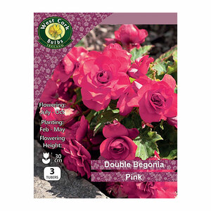 Begonia Double Pink 3 Bulbs