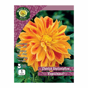 Dahlia Decorative Explosion 1 Bulb